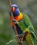 Lorikeet 9Y209D-177